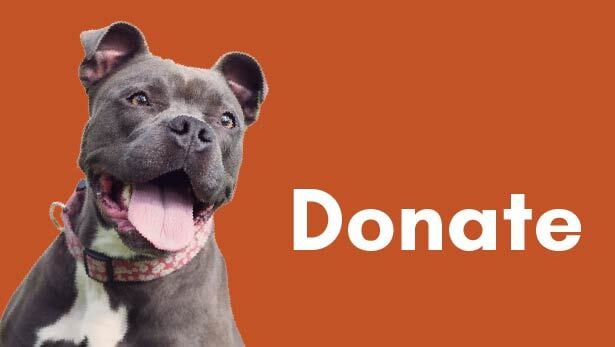 Pitty Mix cutout over orange background with word: Donate
