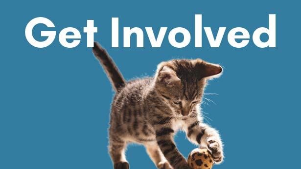 4 Get Involved Cat with Ball-1