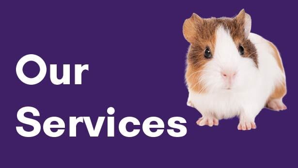5 Our Services Guinea Pig-1